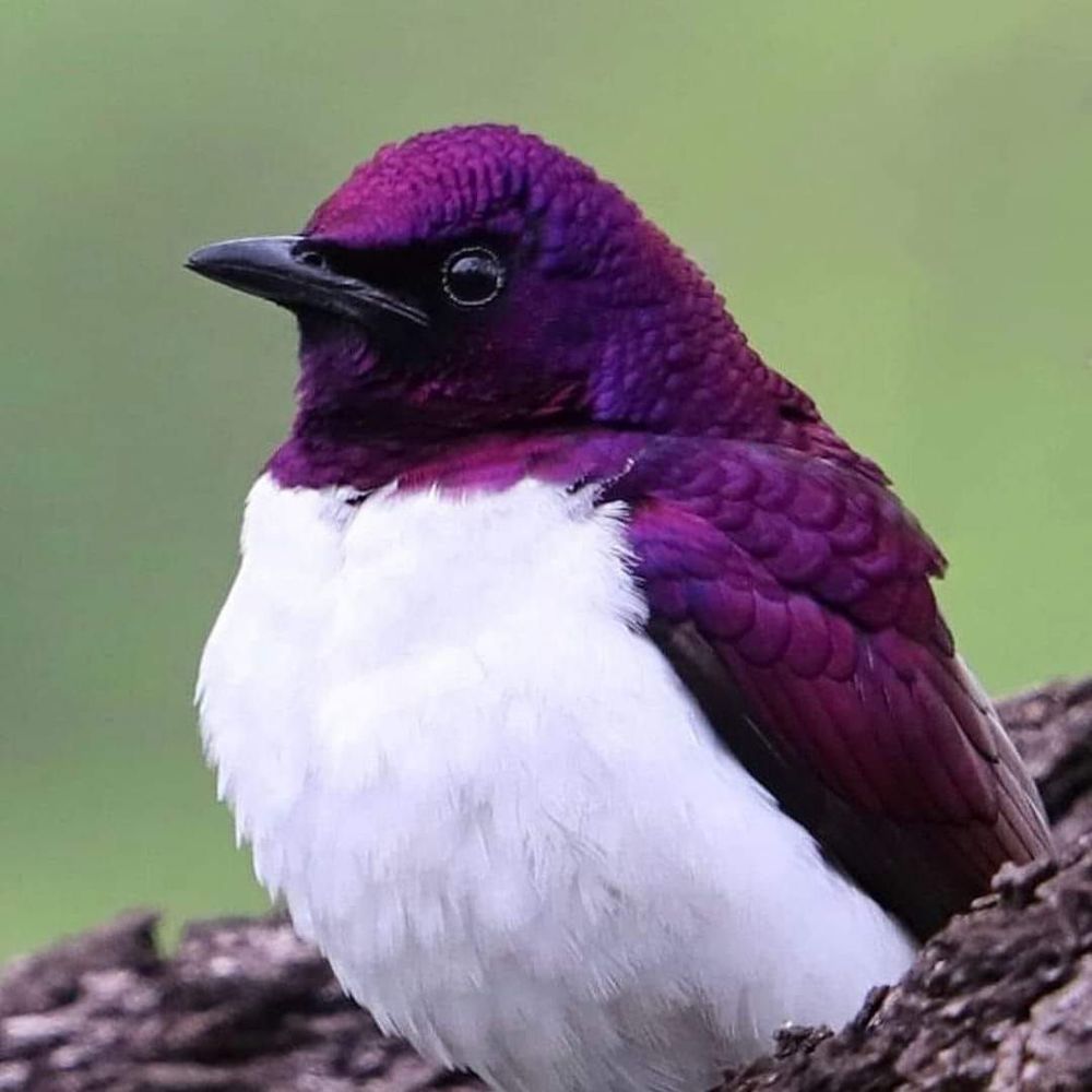 Meet your Posher, Violet